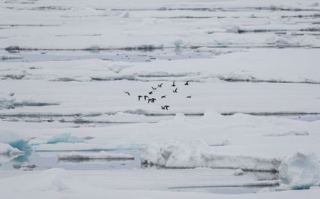 Polar Bear Express - Into the Ice