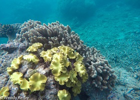 Great Barrier Reef Experience