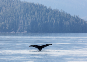 8 Days - Scenic Alaska [Vancouver to Juneau]